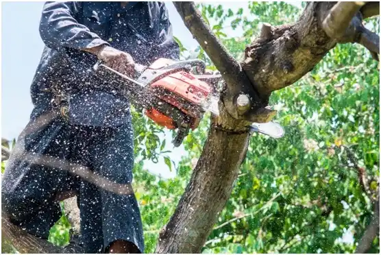 tree services Deer Lake